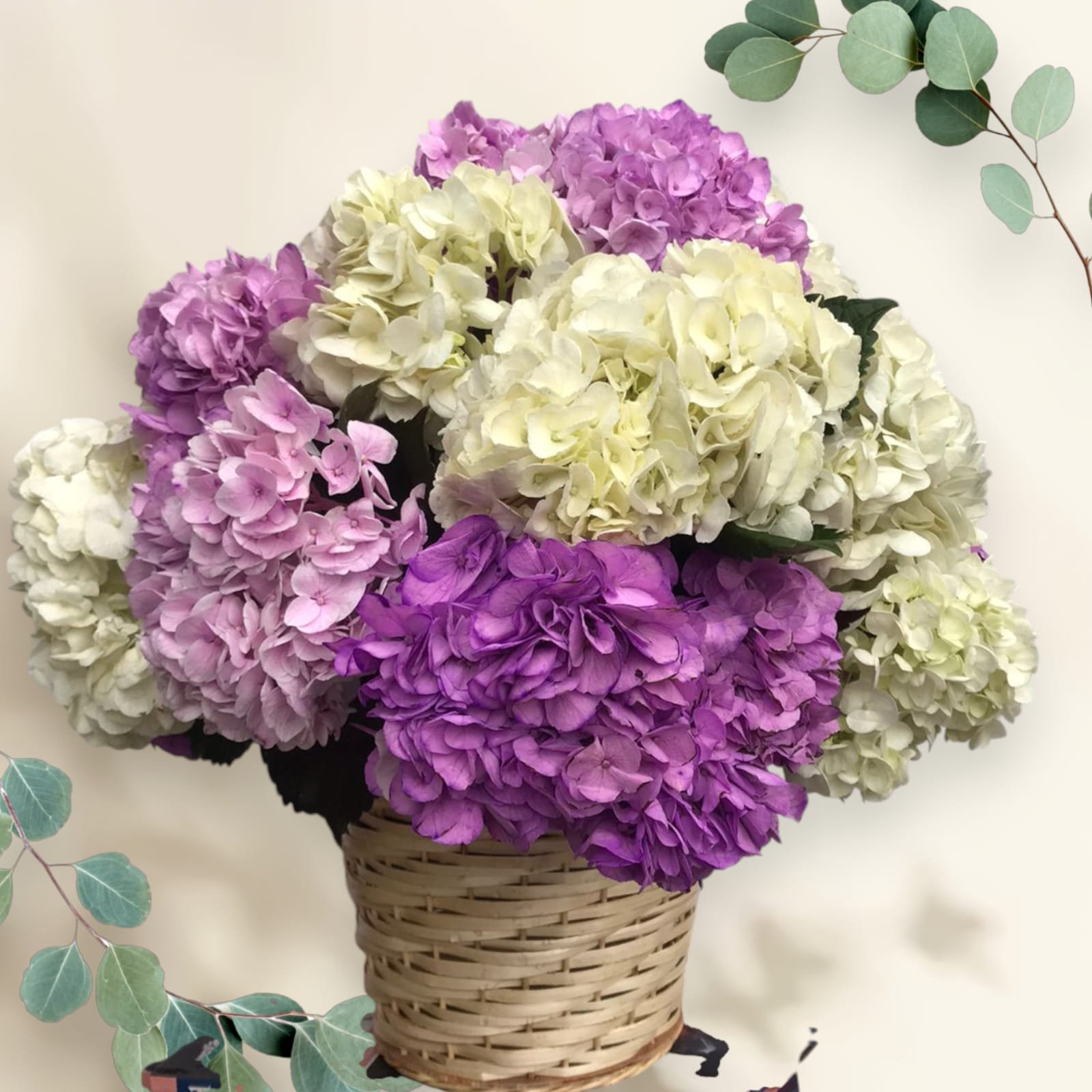 Hortensias de Ensueño